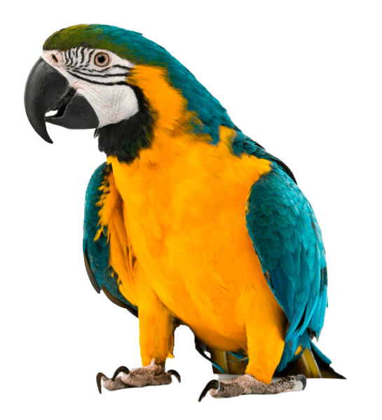Arara Club Love Pet
